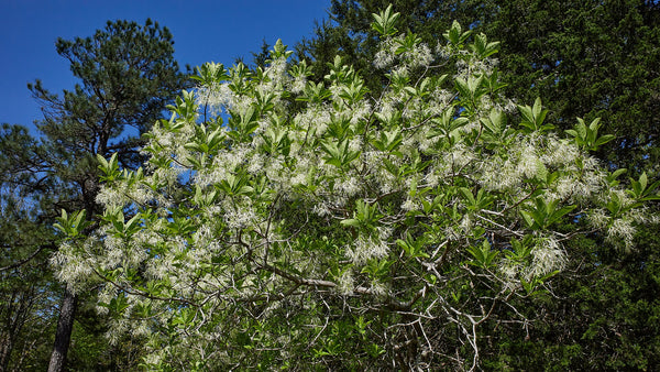 Chionanthus virginicus – Virdžīnijas sniegpārslu koks ziedos