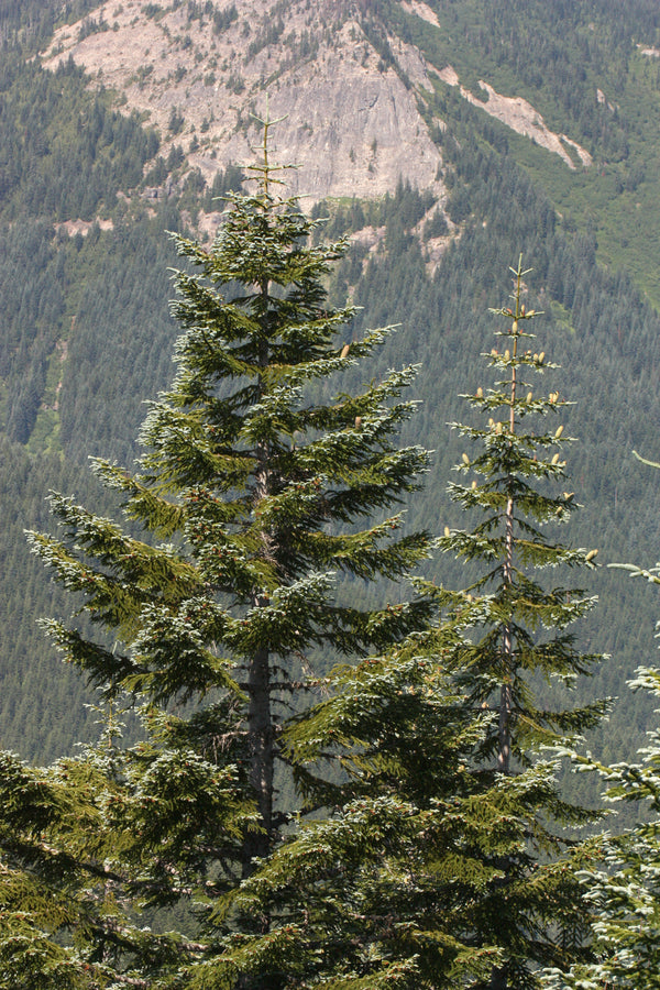 Abies procera – cēlā egle ar zilgani pelēkām skujām