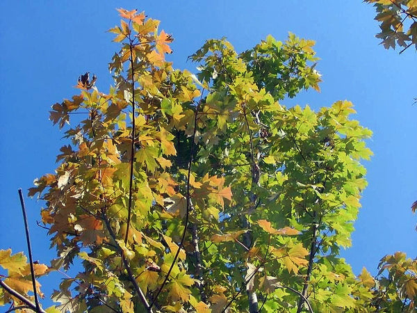 Acer freemanii 'Autumn Blaze' – kļava rudens sarkanā krāsā