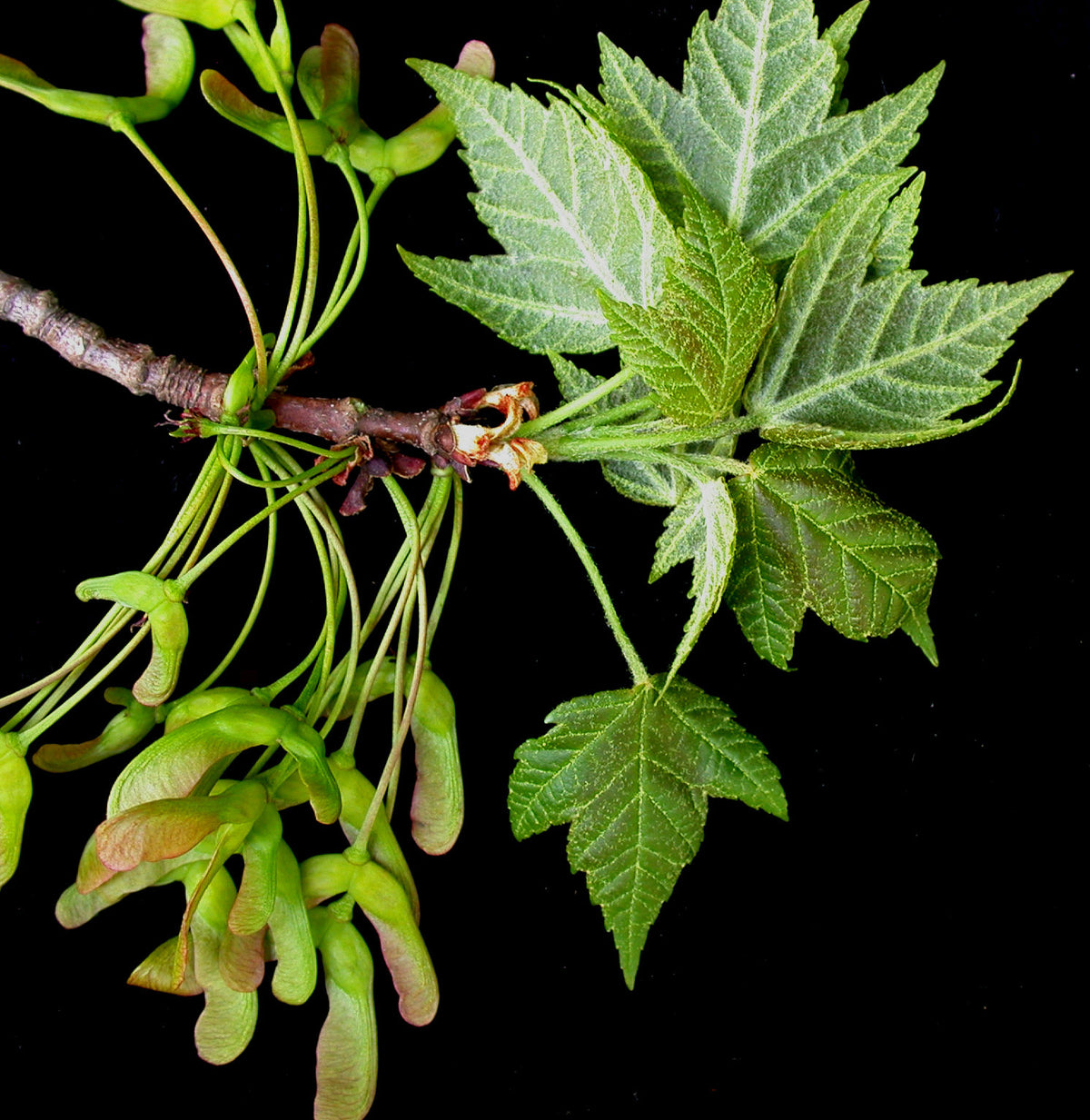 Acer rubrum – sarkanā kļava rudens krāsā