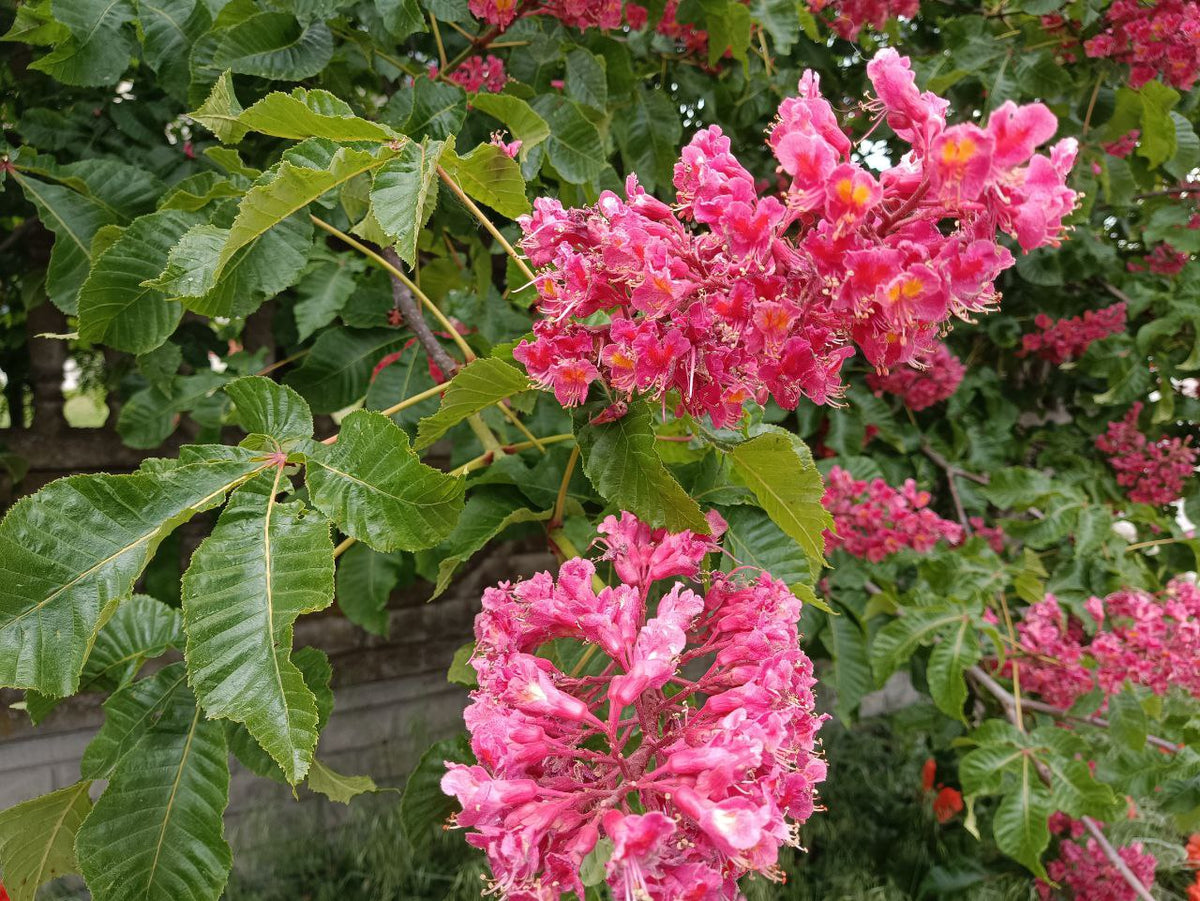 Aesculus carnea – sarkanā zirgkastaņa ziedos