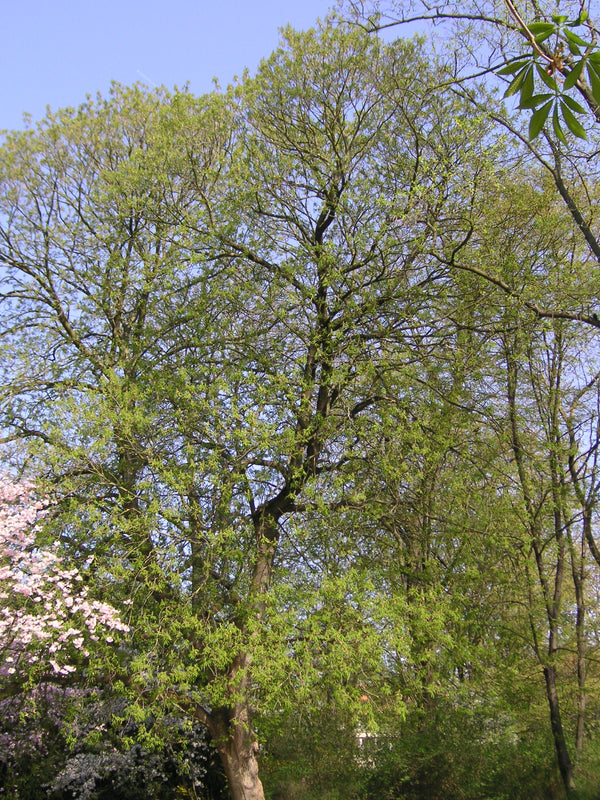 Aesculus flava – dzeltenā zirgkastaņa
