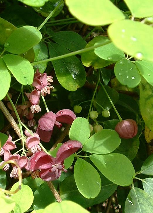 Akebia quinata - piecdaļu akebija ziedos