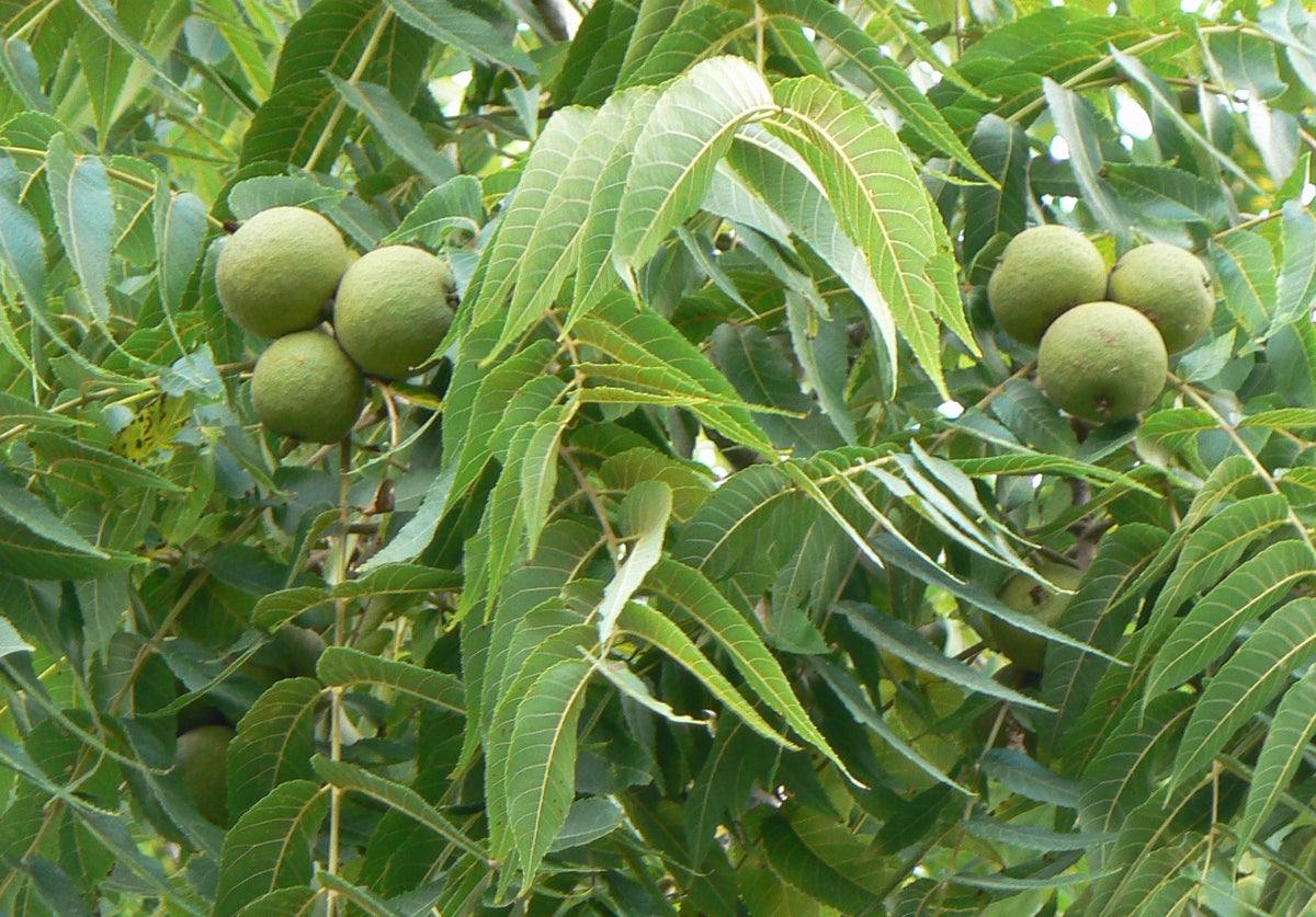 Juglans nigra – melnais riekstkoks ar lapām un augļiem