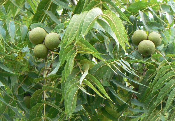 Juglans nigra – melnais riekstkoks ar lapām un augļiem