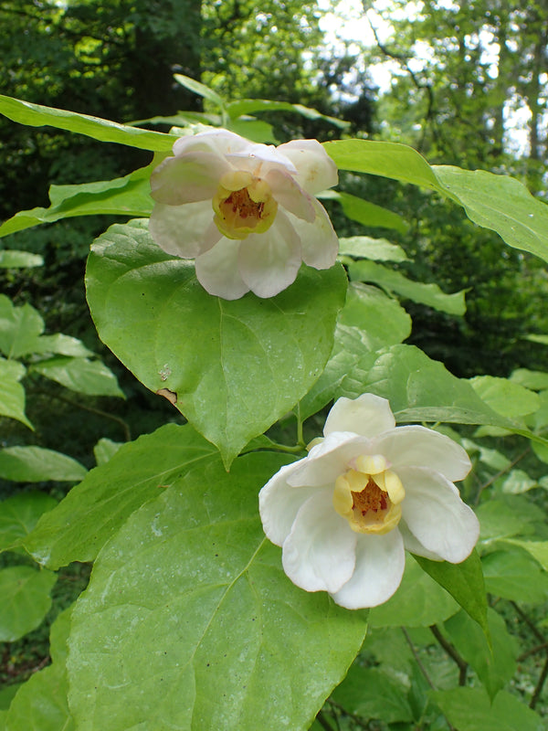 Sinocalycanthus chinensis – krūms ziedos