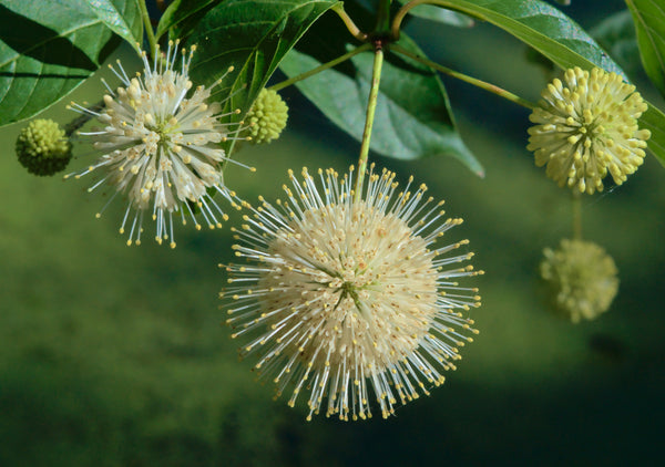 Cephalanthus occidentalis – krūms ar baltām lodveida ziedkopām