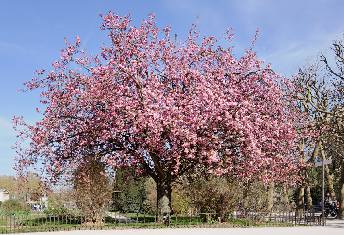 Prunus serrulata – japāņu ķirsis ar pilnziediem