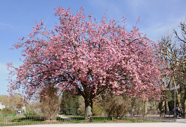 Prunus serrulata – japāņu ķirsis ar pilnziediem