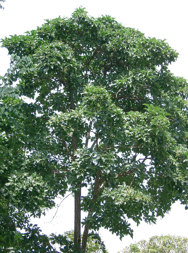 Chionanthus retusus – Ķīnas sniegpārslu koks ziedos