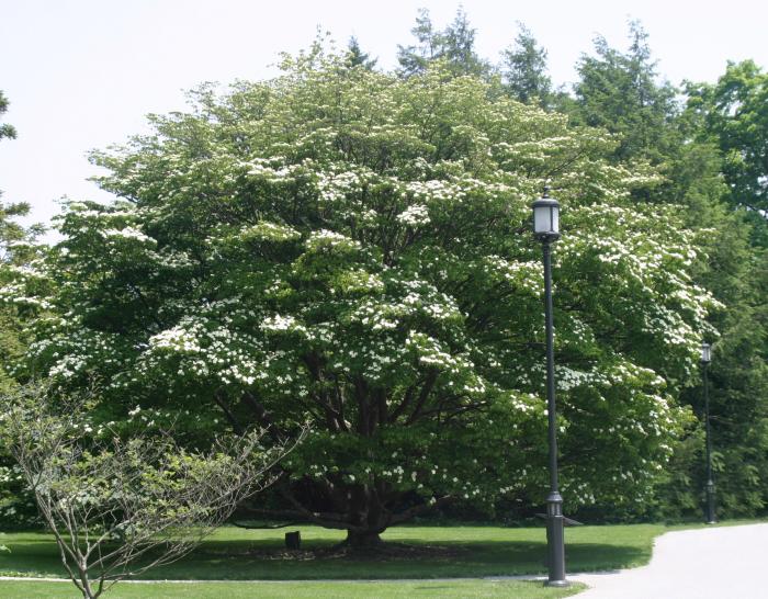 Cornus kousa chinensis - japāņu kizils ziedos
