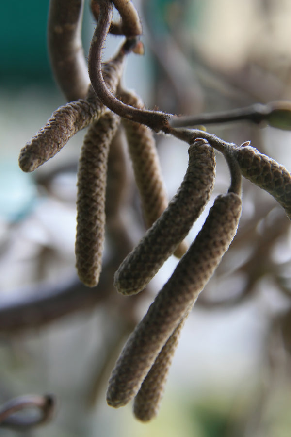 Corylus avellana 'Contorta' – līkumainie lazdas zari