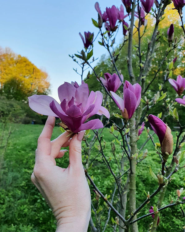 Magnolia liliiflora 'Susan' – magnolija ar tumši rozā ziediem
