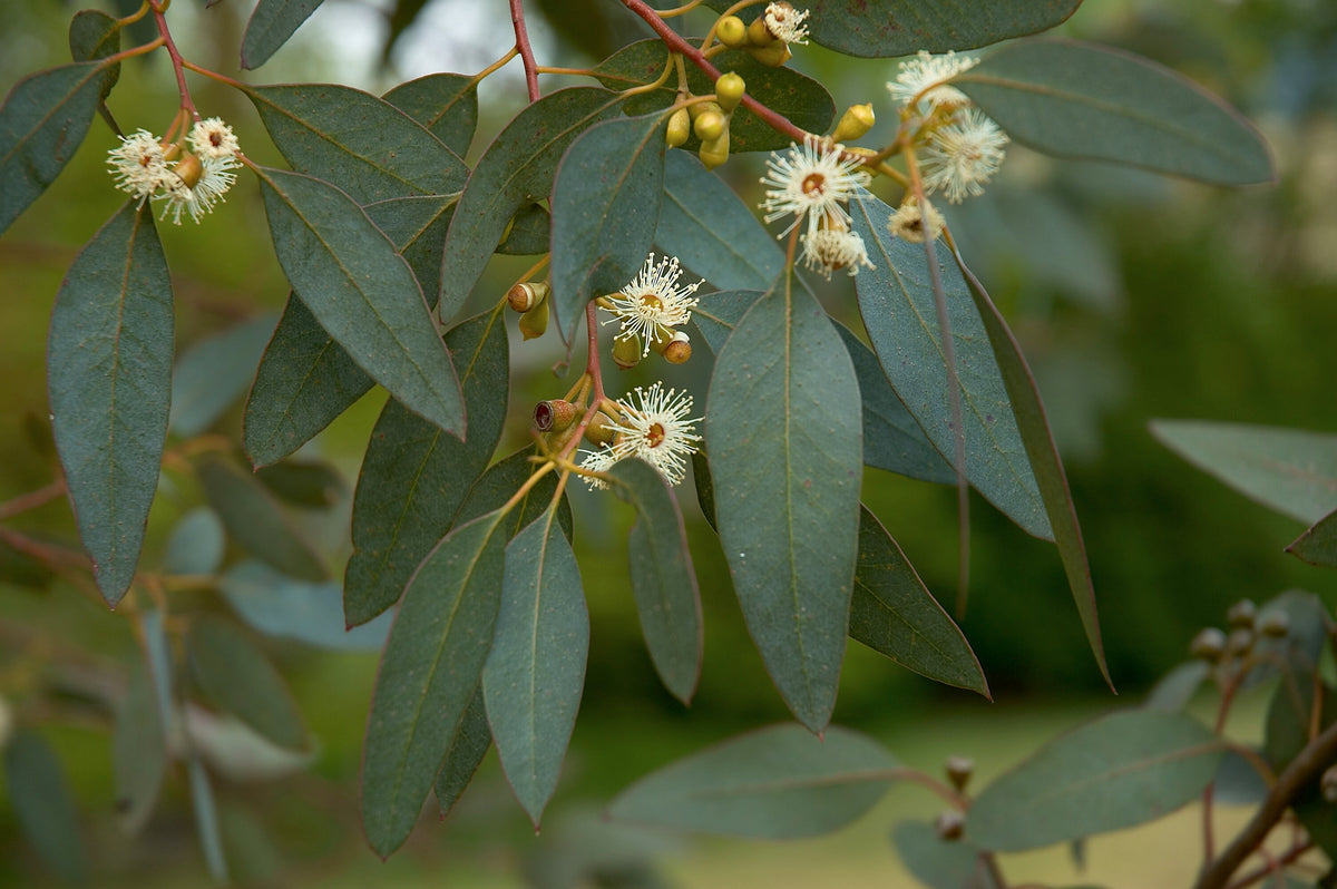 Eucalyptus gunnii - eikalipts ar ziediem