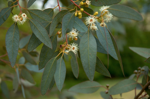 Eucalyptus gunnii - eikalipts ar ziediem