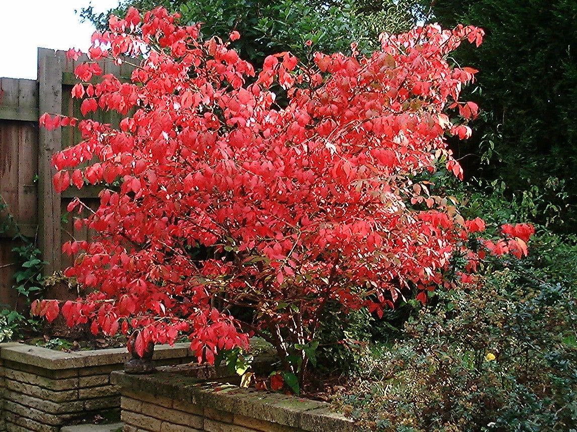 Euonymus alatus – spārnotais segliņš rudens krāsā