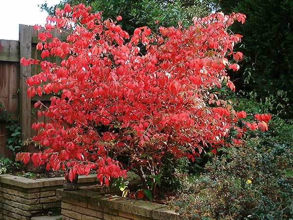 Euonymus alatus – spārnotais segliņš rudens krāsā