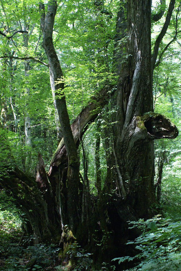 Cercidiphyllum japonicum - katsuras koks