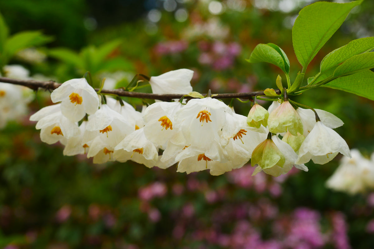 Halesia carolina - sniegpārslu koks ziedos