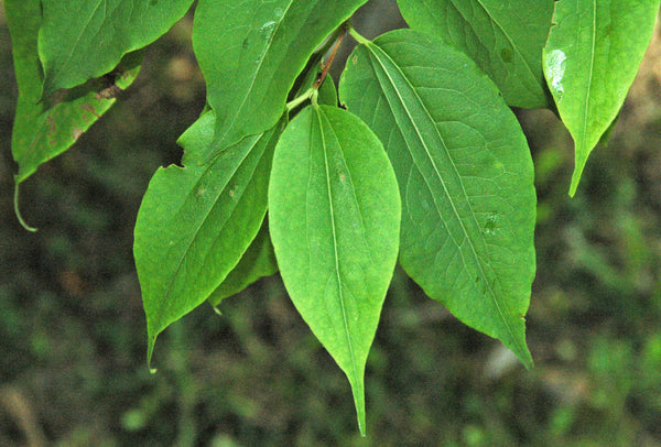 Heptacodium miconioides – septiņu dēlu krūms ziedos