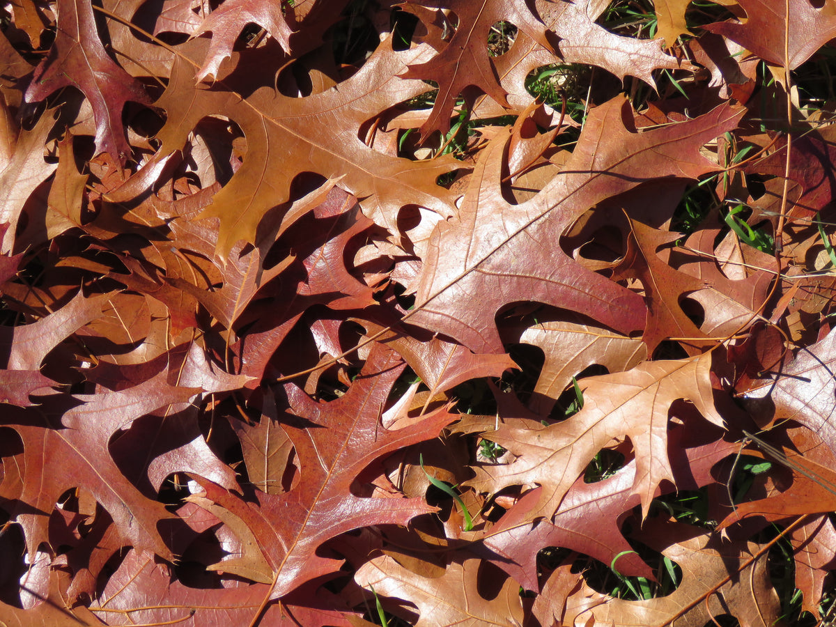 Quercus coccinea – sarkanā ozola lapas