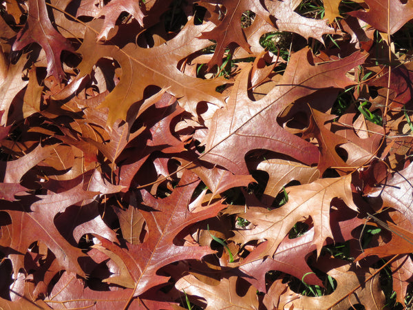 Quercus coccinea – sarkanā ozola lapas