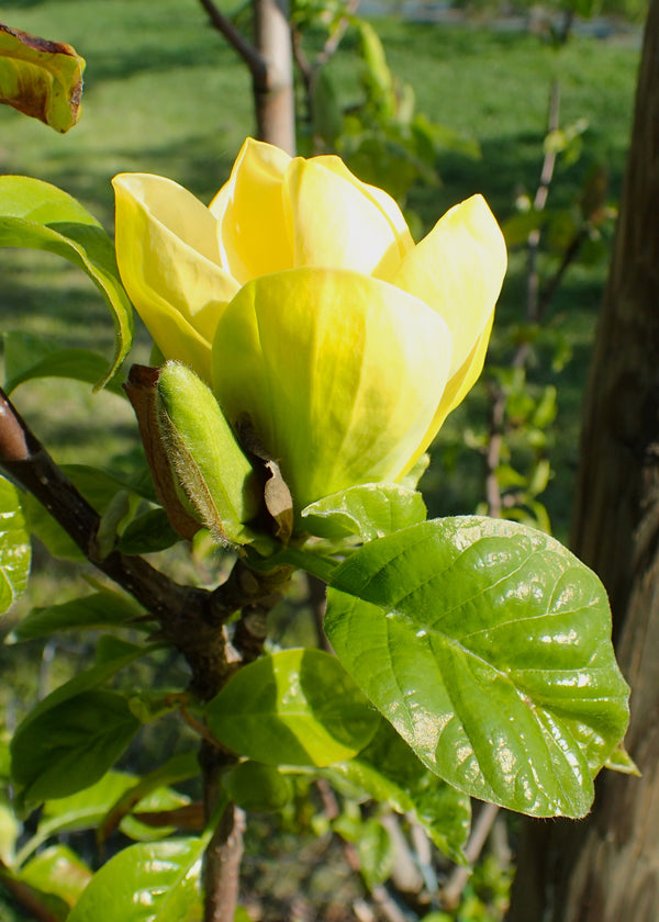 Magnolia 'Yellow Bird' – magnolija ar dzelteniem ziediem