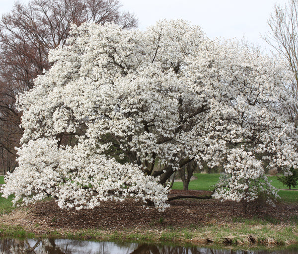 Magnolia kobus - kobusa magnolija ziedos