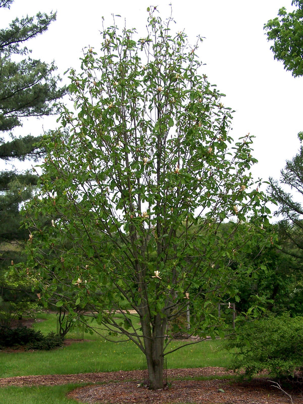 Magnolia officinalis - ārstnieciskā magnolija