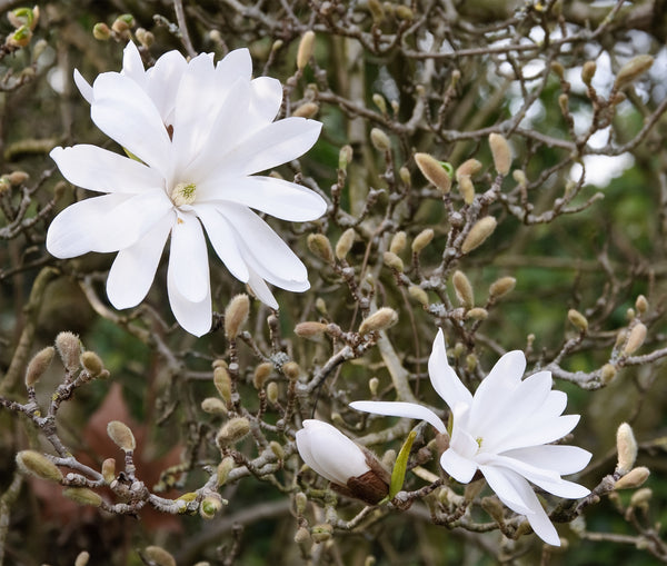 Magnolia stellata - zvaigzņu magnolija ar baltām ziedlapām