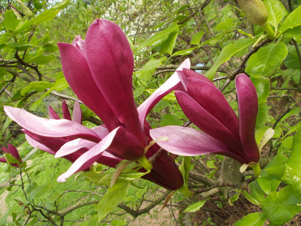 Magnolia liliiflora – lilijziedu magnolija ar tumši rozā ziediem