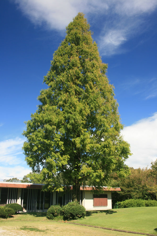 Metasequoia glyptostroboides - metasekvoja