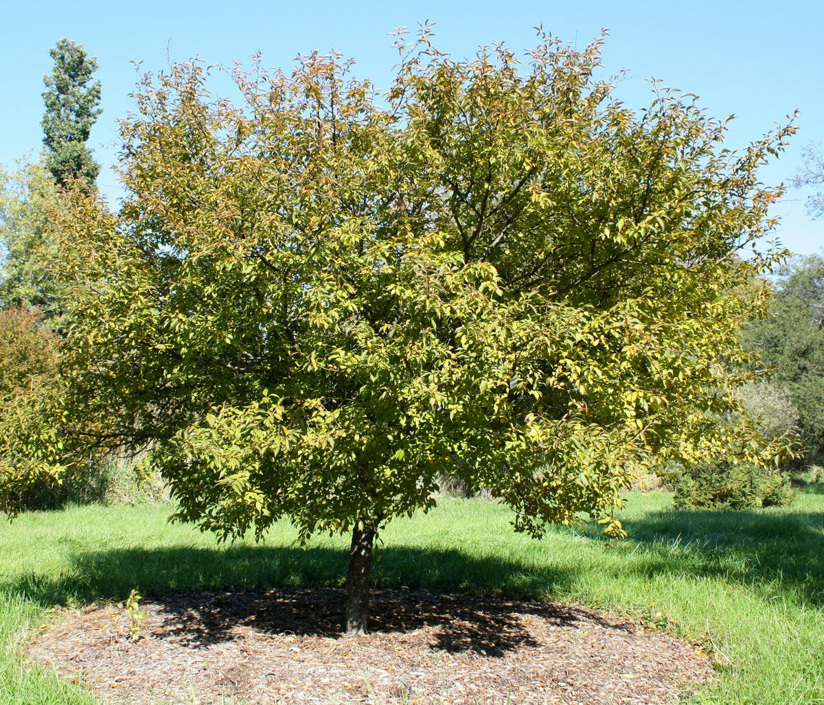 Prunus incisa – Fudži kalnu ķirsis ziedos