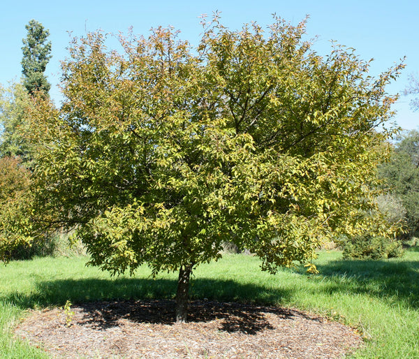 Prunus incisa – Fudži kalnu ķirsis ziedos