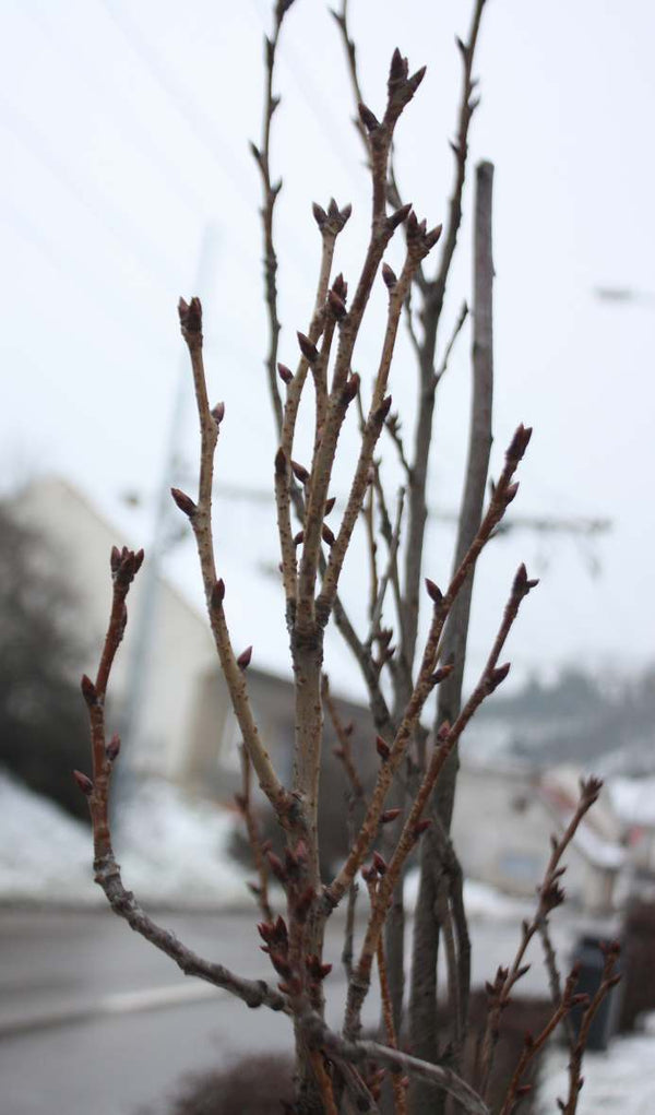 Prunus serrulata 'Amanogawa' – kolonveida japāņu ķirsis ziedos