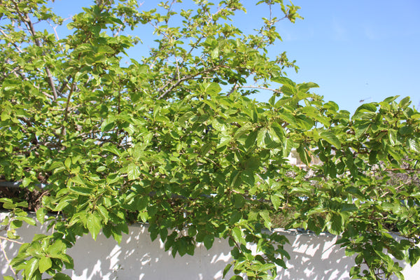 Morus alba – baltais zīdkoks ar ogām