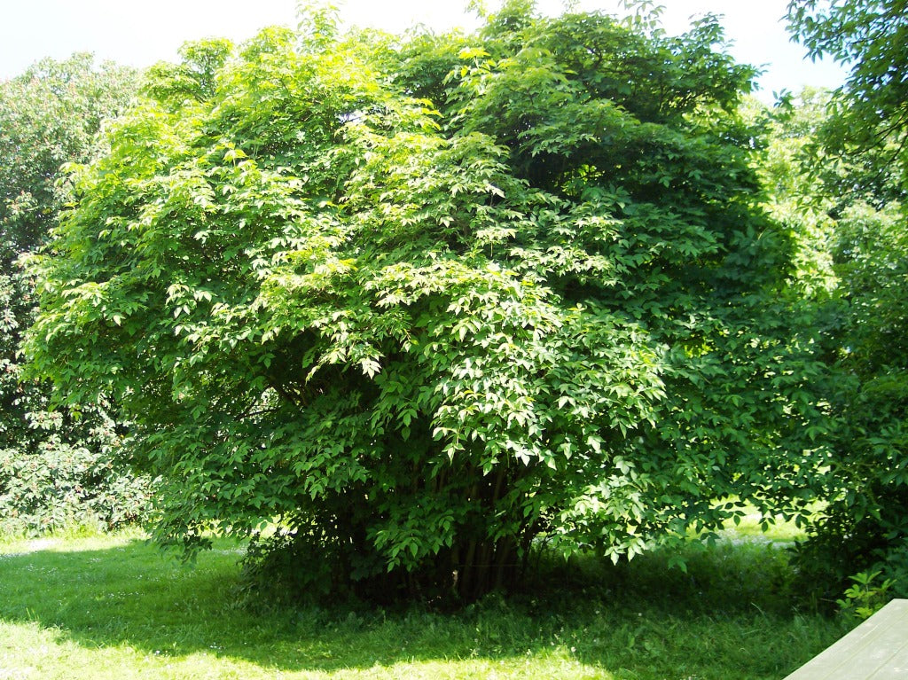 Staphylea colchica – kolhīdas pūšļkoks ziedos