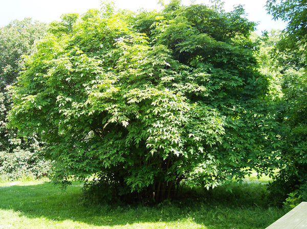 Staphylea colchica – kolhīdas pūšļkoks ziedos