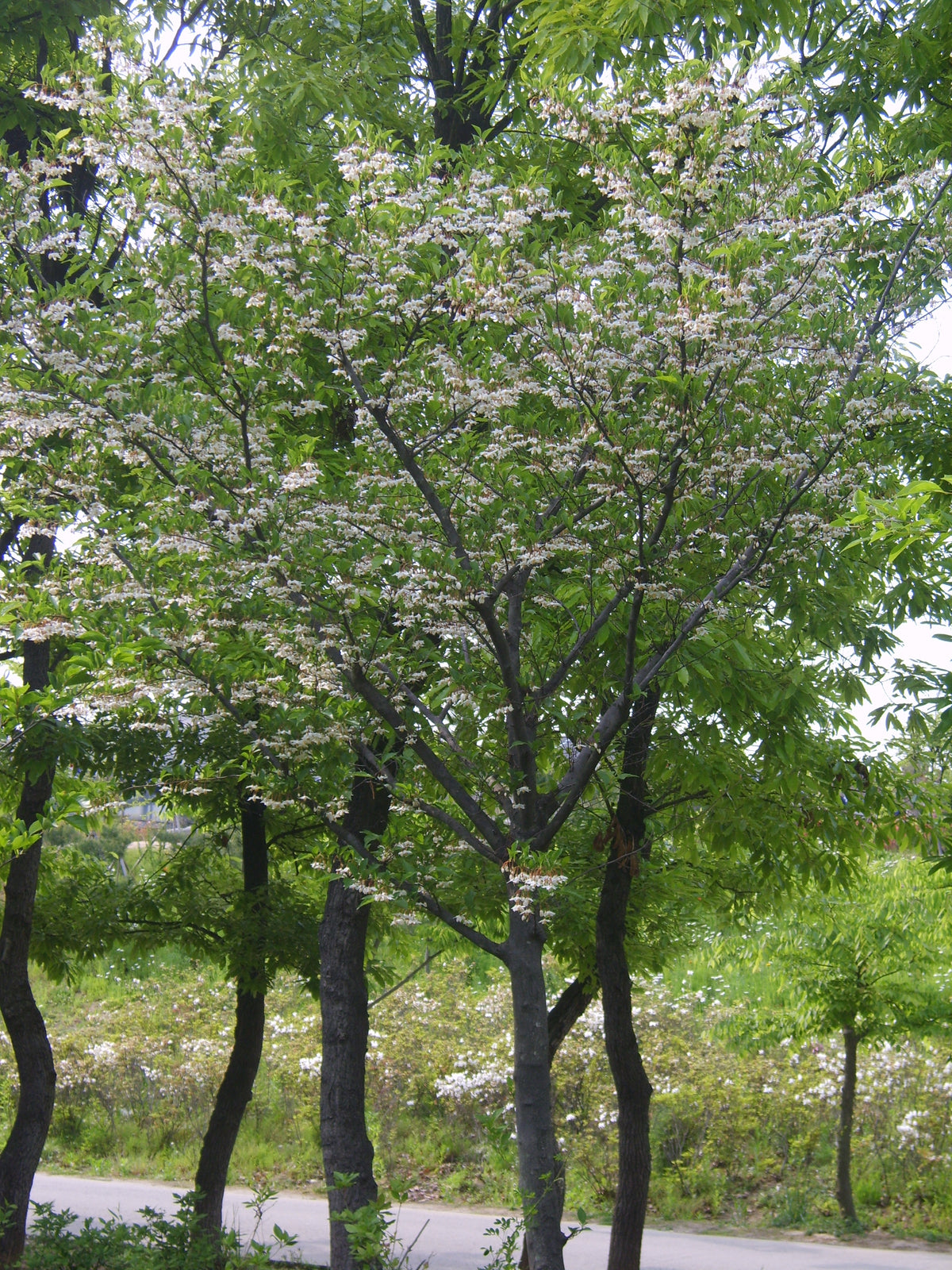 Styrax japonicus – japāņu stiraks ziedos