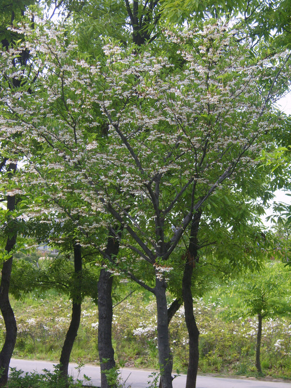 Styrax japonicus – japāņu stiraks ziedos
