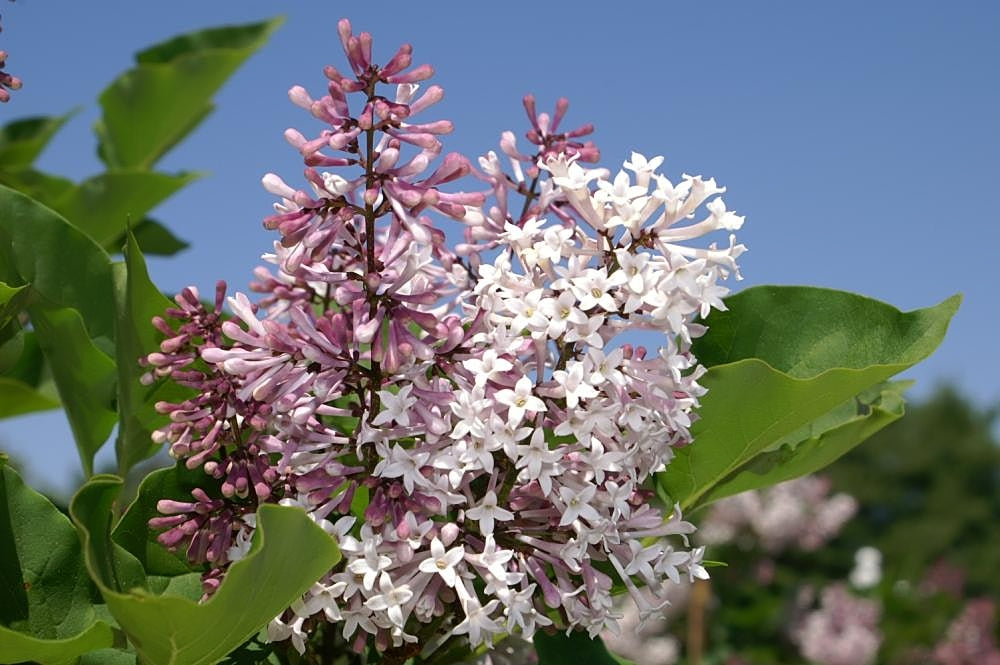 Syringa patula 'Miss Kim' – ceriņš ar gaiši violetiem ziediem