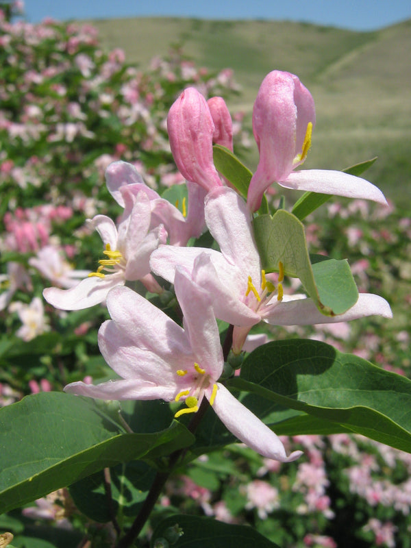 Lonicera tatarica – tatārijas sausserdis ziedos