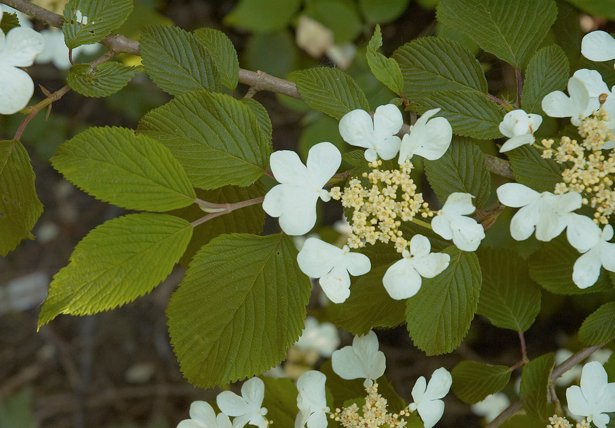 Viburnum plicatum 'Mariesii' – irbene ar baltām ziedkopām stāvos zaros