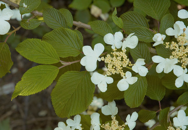 Viburnum plicatum 'Mariesii' – irbene ar baltām ziedkopām stāvos zaros