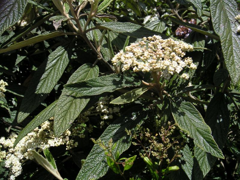 Viburnum rhytidophyllum – grumbuļlapu irbene