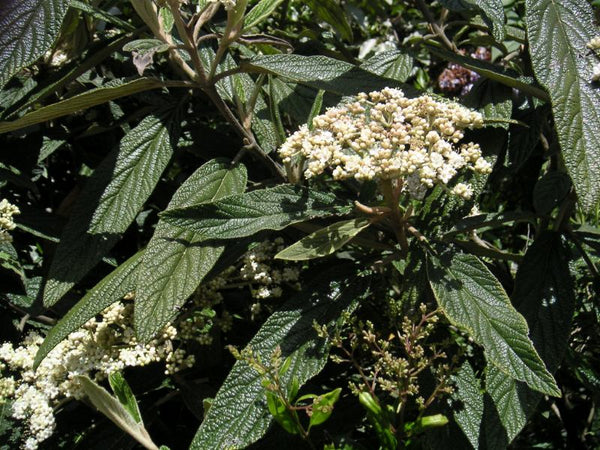 Viburnum rhytidophyllum – grumbuļlapu irbene