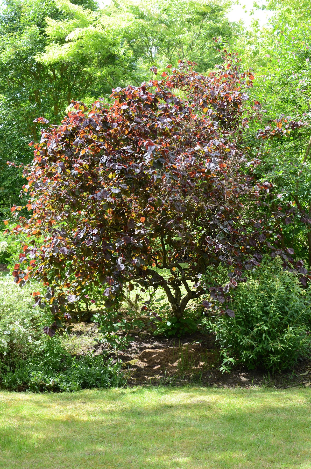Corylus avellana 'Red Majestic' - sarkanlapu lazda