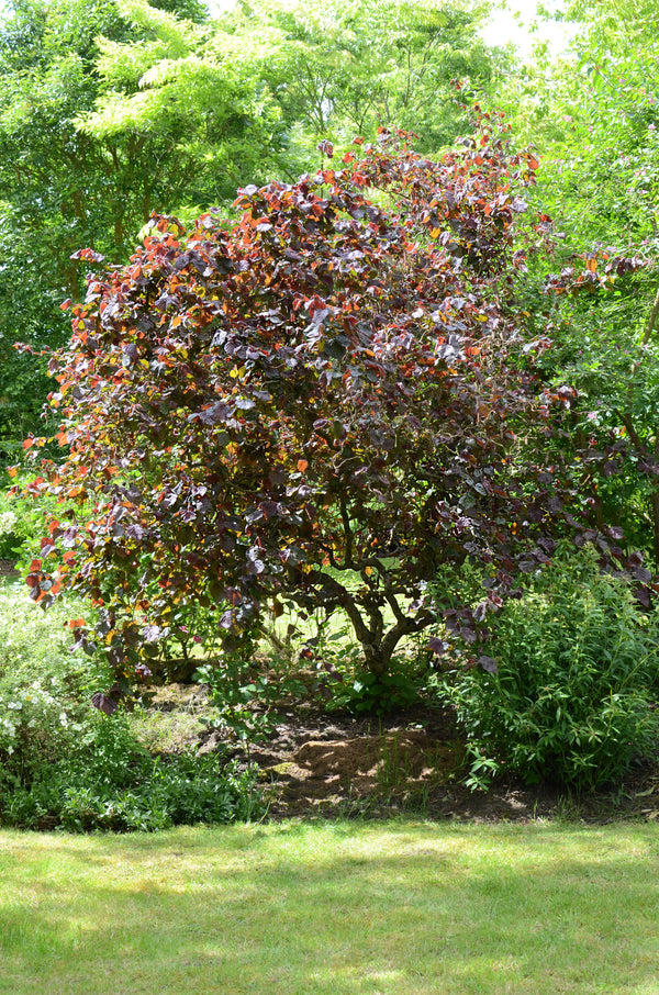 Corylus avellana 'Red Majestic' - sarkanlapu lazda