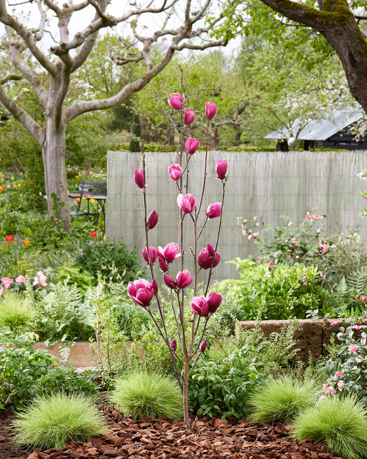 Magnolia 'Flower Tower' magnolija ziedos