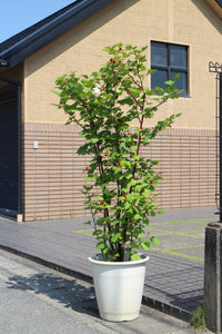 Rubus Raspberry Tower ('Hara') PBR